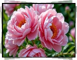 Rozkwitnięte, Różowe, Piwonie