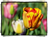 Żółto-czerwony, Tulipan, Rozmyte tło