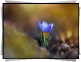 Krokus, Rozmyte tło