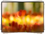Tulipan, Rozmyte tło