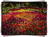 Park, Różnokolorowe, Tulipany