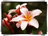 Piękna, Różowa, Plumeria