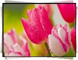 Biało, Różowe, Tulipany