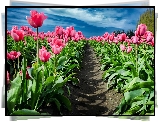 Różowe, Tulipany, Ścieżka, Niebo