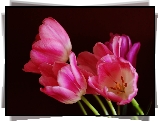 Różowe, Tulipany, Czarne, Tło
