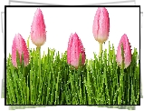Różowe, Tulipany, Krople, Trawa