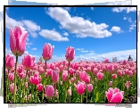 Tulipany, Różowe, Kwiaty, Niebo, Grafika