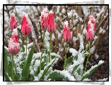 Różowe, Tulipany, Pąki, Śnieg