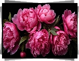 Kwiaty, Różowe, Piwonie, Czarne, Tło