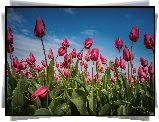 Różowe, Tulipany, Plantacja, Niebo