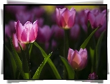 Różowe, Tulipany