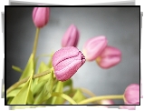 Tulipany, Różowe, Pąki