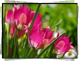 Tulipany, Różowe, Wiosna
