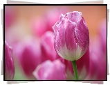 Różowo-biały, Tulipan, Rozmyte tło