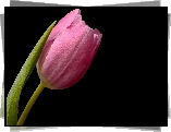 Różowy, Tulipan, Czarne tło