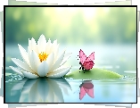 Biała, Lilia wodna, Różowy, Motyl, Grafika