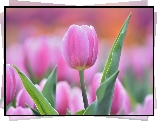 Różowy, Tulipan, Rozmyte tło