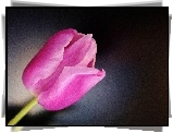 Różowy, Tulipan