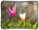 Różowy, Tulipan