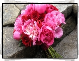 Bukiet, Różowych, Piwonii