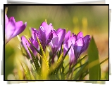 Rozświetlone, Krokusy, Fioletowe, Kwiaty