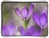 Fioletowe, Rozświetlone, Krokusy