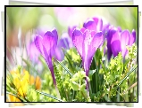 Rozświetlone, Kwiaty, Fioletowe, Krokusy