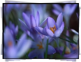 Rozwinięte, Krokusy, Fioletowe, Kwiaty