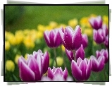 Kwiaty, Rozwinięte, Tulipany