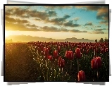 Zachód, Słońca, Tulipany