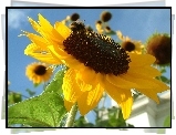Słoneczniki
