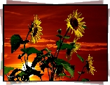 Słoneczniki, Zachód Słońca, Czerwone, Niebo