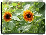 Słoneczniki, Dwa, Ogród, Liście, Lato