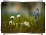 Stokrotki, Cebulice syberyjskie, Kwiaty, Trawa