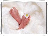 Stópki, Niemowlę, Biały, Kocyk, Kwiatek, Stokrotka