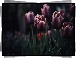 Kwitnące, Tulipany, Ciemne tło