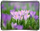 Krokusy, Kwiaty, Płatki, Trawa