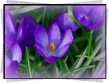 Krokusy, Trawka, Makro