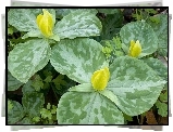 Żółty, Trillium, Kwiat