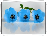 Trzy, Niebieskie, Tulipany, Odbicie