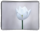 Biały, Tulipan, Kwiat