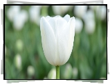 Biały, Tulipan, Kwiat