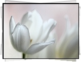 Biały, Tulipan, Kwiat