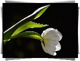 Biały, Tulipan, Światło