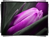 Fioletowy, Tulipan, Pączek