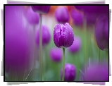 Tulipan, Fioletowy