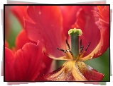 Tulipan, Czerwony, Kwiat, Pręciki