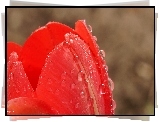 Tulipan, Czerwony, Płatki, Krople, Makro, Rosa