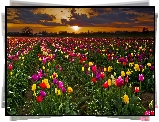 Tulipanowe, Pole, Chmury, Zachód, Słońca