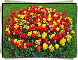 Kwiaty, Tulipany, Rabata, Trawnik